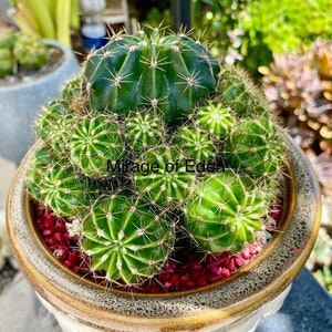 2”, 4&quot;, 6” Pot of Echinobivia Rainbow Bursts Cactus