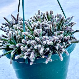 May include: A hanging planter filled with a cluster of cactus plants with white spines and purple stems. The planter is a dark green plastic pot.