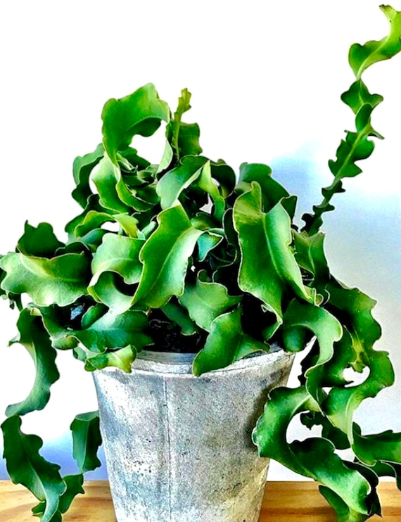 4", 6, 8 Pot of Rooted Curled Cactus Epiphyllum Monstrosa Cactus Curly  Locks Guatemalense Curly Locks Orchid Cactus - Etsy