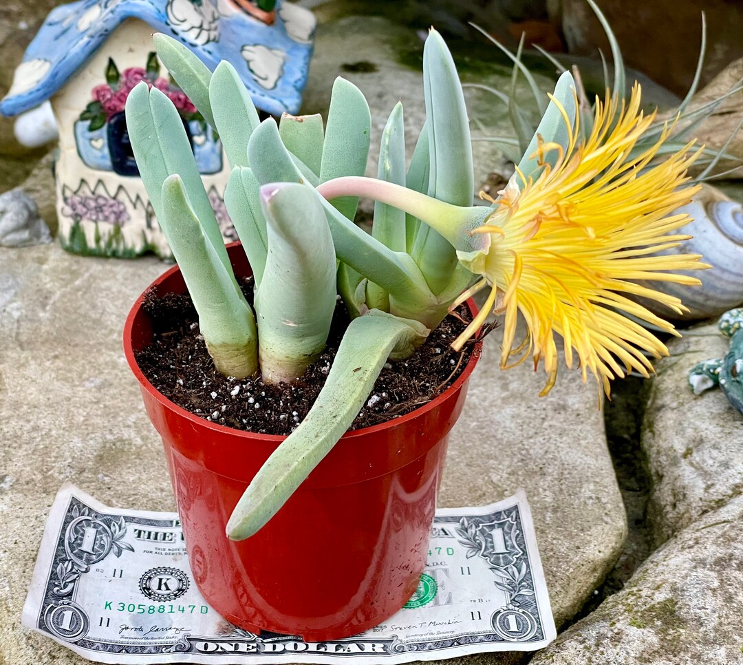 2 4 Pot of Lobster Claws Cheiridopsis Candidissima Etsy