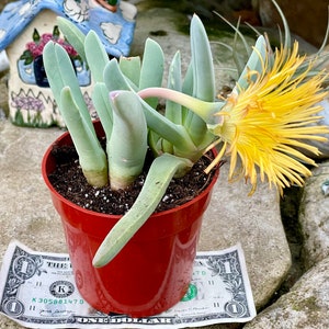 2, 4 Pot of Lobster Claws Cheiridopsis Candidissima Rare Succulent Plant Shipped Bare Roots image 1