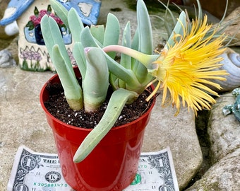 2”, 4" Pot of Lobster Claws Cheiridopsis Candidissima Rare Succulent Plant - Shipped Bare Roots
