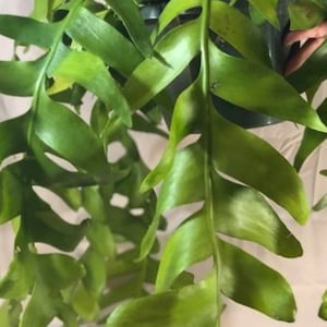 May include: A lush green Epiphyllum anguliger plant, commonly known as a fishbone cactus, featuring long, trailing, succulent stems with distinct, deep, zigzag-shaped serrated edges. The vibrant green foliage cascades downward from a dark plastic pot.