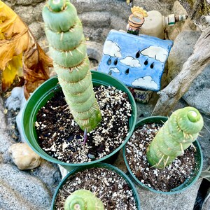 Eulychnia Castanea Varispivalis Cactus Rare Cactus 4, 6, 8 Long image 3