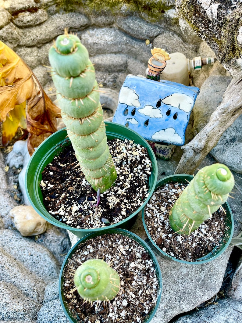 Eulychnia Castanea Varispivalis Cactus Rare Cactus 4, 6, 8 Long image 3