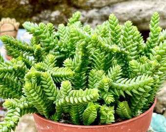 2", 4" Pot of Crassula Huscosa Watch Chain Princess Pine Live Succulent Plant