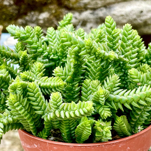 2", 4" Pot of Crassula Huscosa Watch Chain Princess Pine Live Succulent Plant