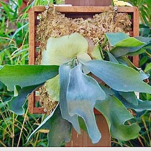 4”, 6" Pot of Staghorn Fern Platycerium Bifurcatum Epiphytic Plant Air Plant
