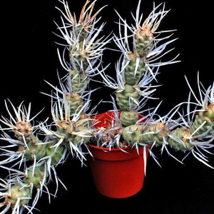 2" 4" Pot of Paper Spines Cactus