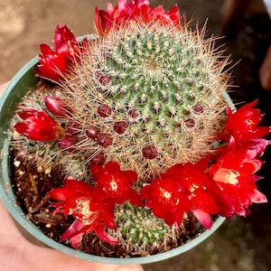 May include: A small cactus plant with red flowers in a green pot. The cactus has a spiky, round shape and is covered in small, green spines.