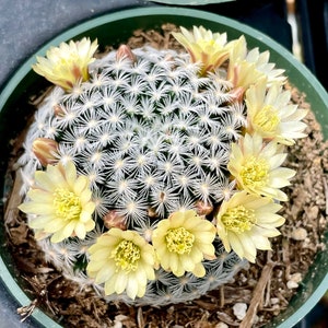 2, 4 Pot of Mammillaria Duwei Cactus Cacti Succulent Real Live Cactus Plant Shipped in a Pot image 1