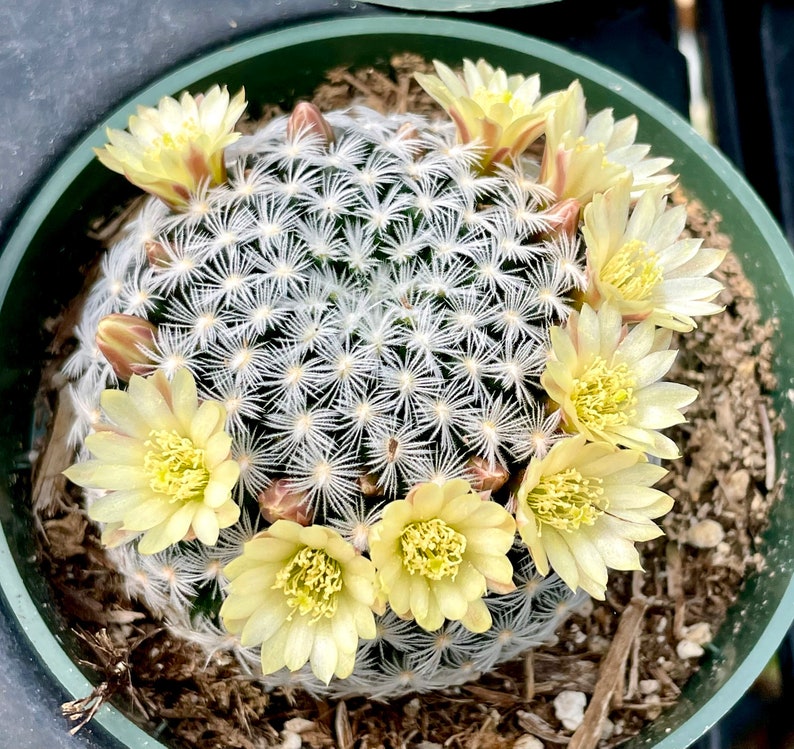 2, 4 Pot of Mammillaria Duwei Cactus Cacti Succulent Real Live Cactus Plant Shipped in a Pot image 1