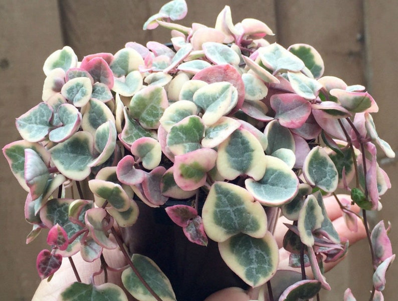 Mirageofeden String of Hearts Plant