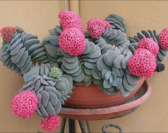 2" 4” Pot of Crassula Morgan’s Beauty Succulent Plant—See Picture 2 and 3