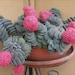 see more listings in the Crassula section