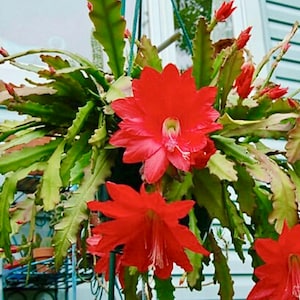 4", 6”，8” Pot of Epiphyllum Orchid Cactus Big Red Flower Rare Succulent Plant-Ship with Bare Roots