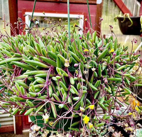 buy hoya plant Hoya Obovata, 4