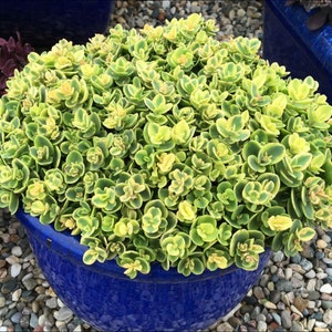 2&quot;, 4&quot; Pot of Sedum Lime Twister Groundcover Succulent plant - Shipped in a Pot