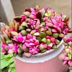 2&quot;, 4&quot;, 6” Pot of Sunrise Variegated Rare Dwarf Succulent Plant -Shipped in a Pot