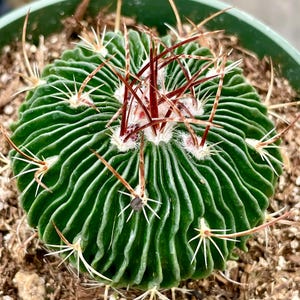 2”, 4" Pot of Echinofossulocactus Cactus Plant Brain Cactus Sperm Cactus-One Head in each Pot
