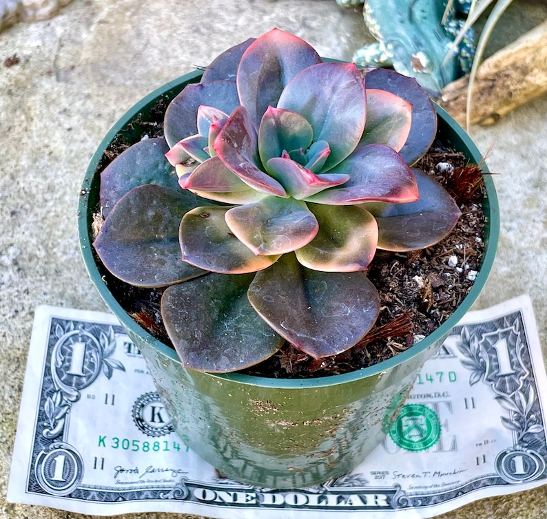 2 4 Pot of Echeveria Chroma Variegated Succulent Plant-See last two pictures for 4 pots image 4