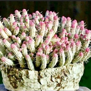 2”, 4”, 6” Pot of Variegated Indian Corn Cob Cactus