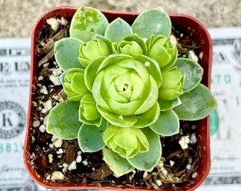 Buy 3 Get 1 Free, 2" Pot of Mountain Rose Greenovia Dodrentalis Succulent Plant