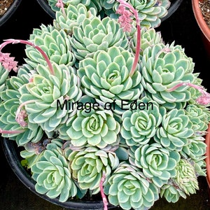 2, 4, 6, 8 Pot of Echeveria Elegans Mexican Snow Ball, Mexican Gem White Mexican Rose Succulent Plant image 5