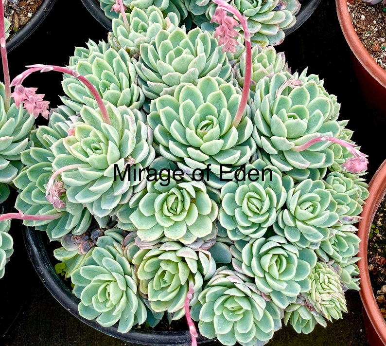 2, 4, 6, 8 Pot of Echeveria Elegans Mexican Snow Ball, Mexican Gem White Mexican Rose Succulent Plant image 5