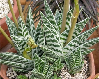 4", 6" Pot of Tiger Aloe Gonialoe Variegata Rare Variegated Aloe