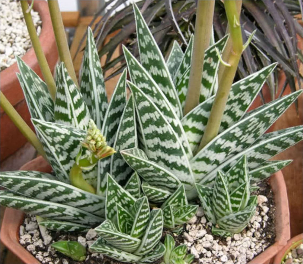 4" Pot of Tiger Aloe Gonialoe Variegata Rare Variegated Aloe - Etsy