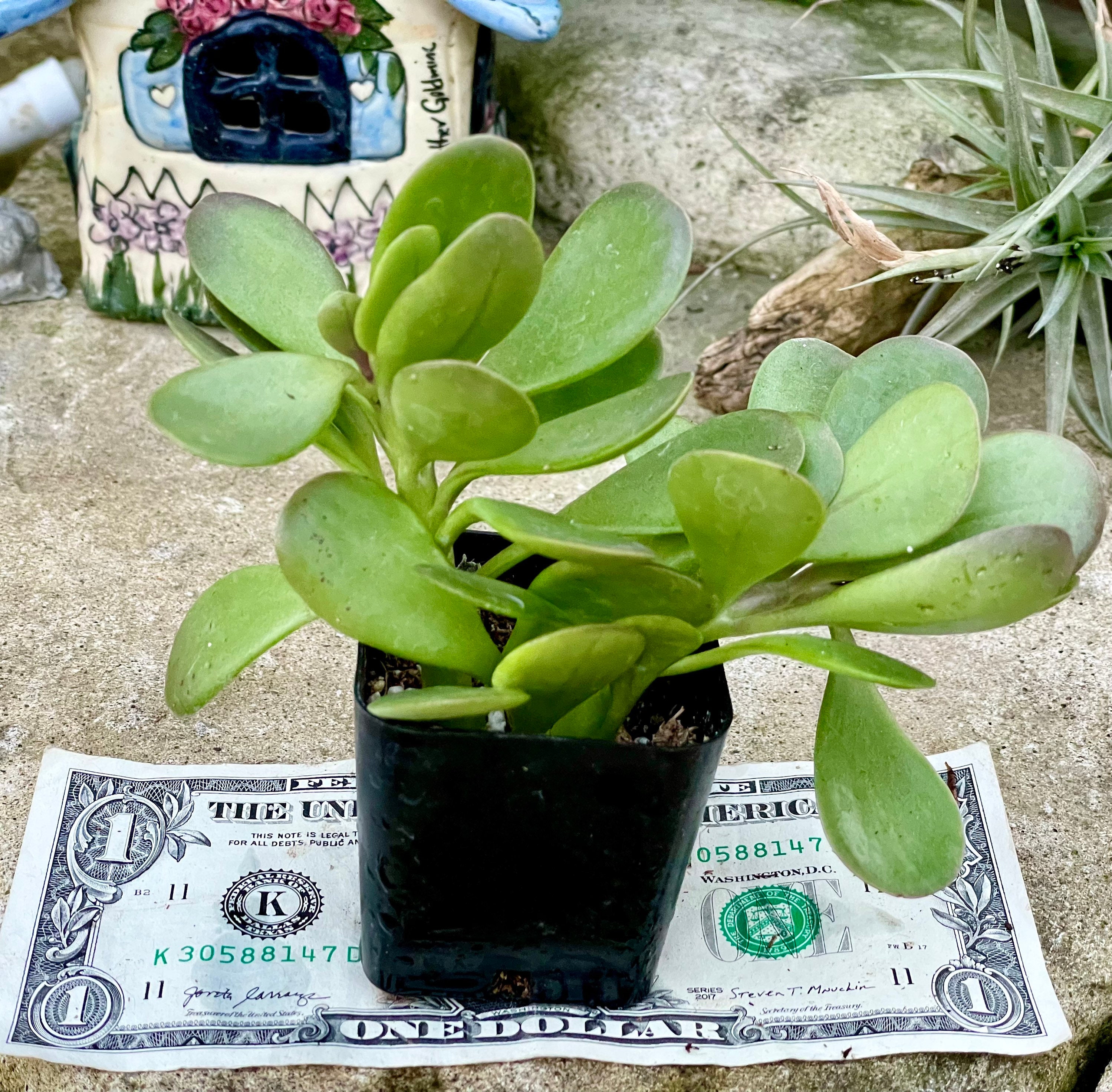 caring for an philodendron mamei Philodendron Mamei  Leaf Stork