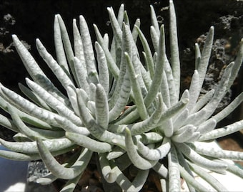 Scaposus Woolly Caputia Succulent: Silver Coral, Silver Spider Plant