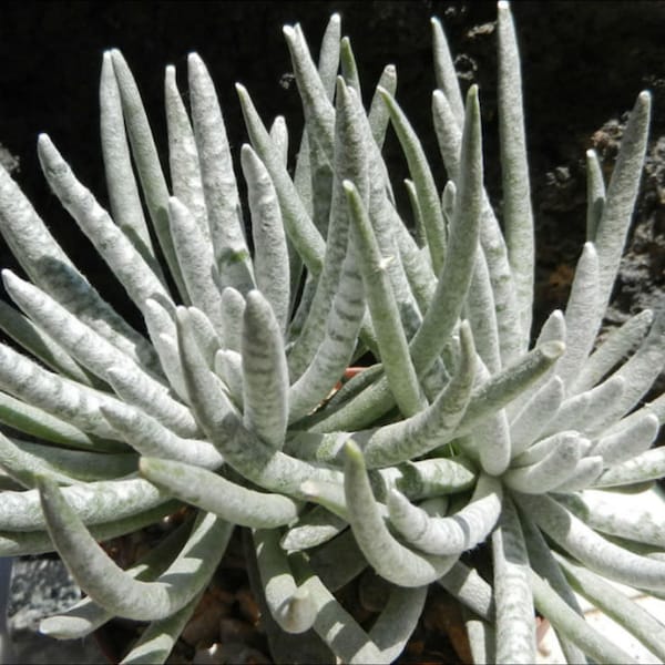 2”, 4", 6”, 8” Pot of Scaposus Woolly Caputia Species, Silver Coral Silver Spider Rare Succulent Plant