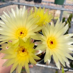 May include: Close-up of several light yellow cactus flowers with a bright yellow center and a small red dot. The petals are pointed and arranged in layers. The flowers are in a small pot, with other plants in the background.