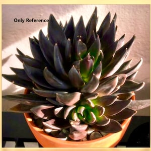 2", 4" Pot of Echeveria Black Knight Live Succulent Plant