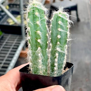 May include: A close-up of a small cactus in a black plastic pot. The cactus is green with white spines and fuzzy white hairs at the top. The plant is held by a person's hand.