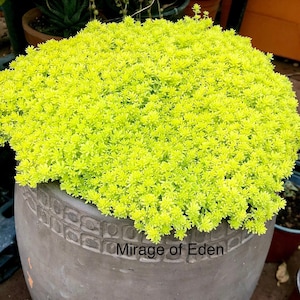 2", 4" Pot of Sedum Gold Carpet Yellow Carpet Groundcover Succulent Plant