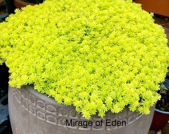 2", 4" Pot of Sedum Gold Carpet Yellow Carpet Groundcover Succulent Plant