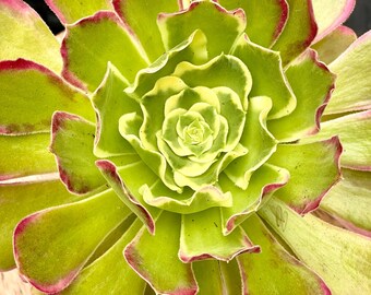 Rare Variegated Aeonium Succulent Plant - Pink Witch Hybrid