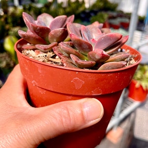 2 4 Pot of Echeveria Chroma Variegated Succulent Plant-See last two pictures for 4 pots image 6