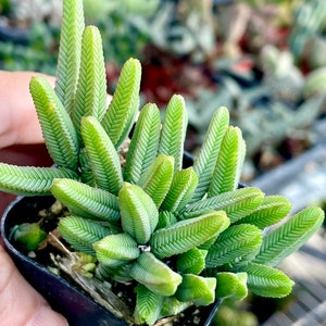 2, 4 Pot of Crassula Muscosa Imperialis Large Watch Chain Succulent Plant image 6