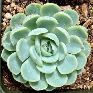 2, 4, 6, 8 Pot of Echeveria Elegans Mexican Snow Ball, Mexican Gem White Mexican Rose Succulent Plant image 4