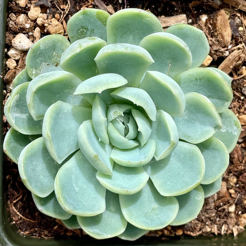 2, 4, 6, 8 Pot of Echeveria Elegans Mexican Snow Ball, Mexican Gem White Mexican Rose Succulent Plant image 4