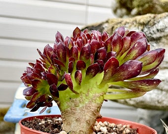 4", 6”, 8” Pot of Aeonium Zwarktop Cristata, Rare Crested Succulent Plant