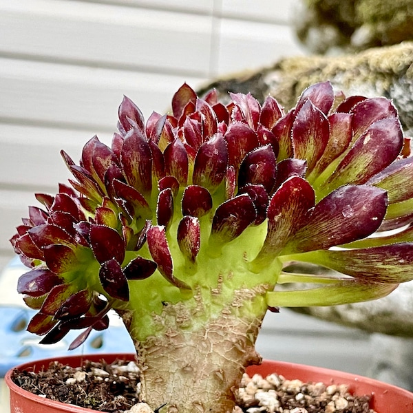 4", 6”, 8” Pot of Aeonium Zwarktop Cristata, Rare Crested Succulent Plant