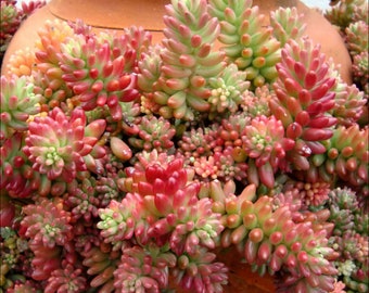 2", 4" Pot of Sedum rubrotinctum Aurora Pink Jelly Bean Succulent Plant