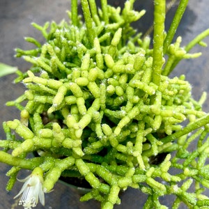 4&quot; Pot of Rhipsalis cereuscula Coral Cactus Houseplant Indoor Plant