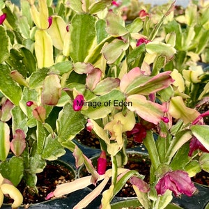 May include: Close-up of a group of small potted plants with variegated green, yellow, and pink leaves. The plants have small pink buds and the text "Mirage of Eden" is visible in the image.