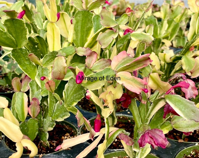 Whitton Christmas Cactus Starter Plants – 5 Pc, All Different Varieties, Schlumbergera